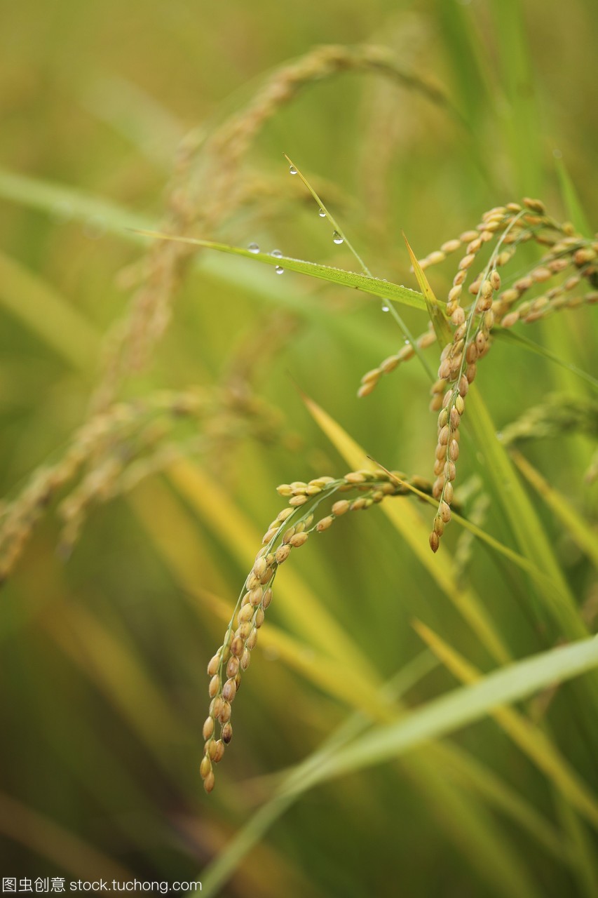 秋日稻田間的水珠詩(shī)篇